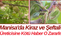 Manisa'da Kiraz ve Şeftali Üreticisine Kötü Haber O Zararlı!