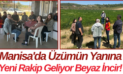 Manisa'da Üzümün Yanına Yeni Rakip Geliyor: Beyaz İncir!