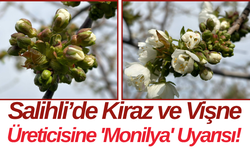 Salihli’de Kiraz ve Vişne Üreticisine 'Monilya' Uyarısı!