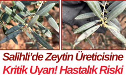 Salihli’de Zeytin Üreticisine Kritik Uyarı! Hastalık Riski