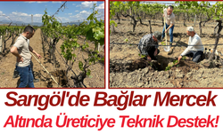 Sarıgöl'de Bağlar Mercek Altında Üreticiye Teknik Destek!