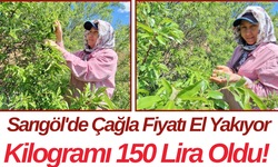Sarıgöl'de Çağla Fiyatı El Yakıyor Kilogramı 150 Lira Oldu!