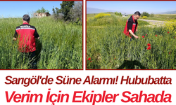 Sarıgöl'de Süne Alarmı! Hububatta Verim İçin Ekipler Sahada