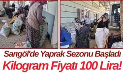 Sarıgöl'de Yaprak Sezonu Başladı Kilogram Fiyatı 100 Lira!