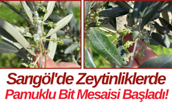Sarıgöl'de Zeytinliklerde Pamuklu Bit Mesaisi Başladı!