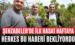 Şehzadeler'de İlk Hasat Haftaya Herkes Bu Haberi Bekliyordu