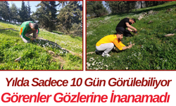 Yılda Sadece 10 Gün Görülebiliyor! Görenler  İnanamadı
