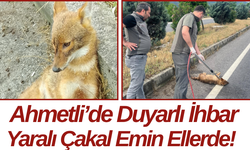 Ahmetli’de Duyarlı İhbar Yaralı Çakal Emin Ellerde!