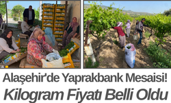 Alaşehir'de Yaprakbank Mesaisi! Kilogram Fiyatı Belli Oldu