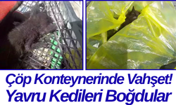Çöp Konteynerinde Vahşet! Yavru Kedileri Boğdular