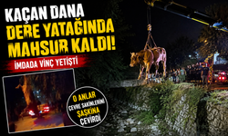 Kurbanlık Dana Dereye Düştü Kurtarma Operasyonu Şaşırttı!