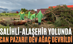 Salihli-Alaşehir Yolunda Can Pazarı! Dev Ağaç Devrildi