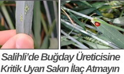 Salihli’de Buğday Üreticisine Kritik Uyarı Sakın İlaç Atmayın