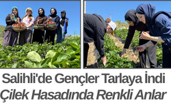 Salihli'de Gençler Tarlaya İndi Çilek Hasadında Renkli Anlar