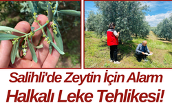 Salihli'de Zeytin İçin Alarm Halkalı Leke Tehlikesi!