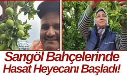 Sarıgöl Bahçelerinde Hasat Heyecanı Başladı!