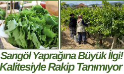 Sarıgöl Yaprağına Büyük İlgi! Kalitesiyle Rakip Tanımıyor