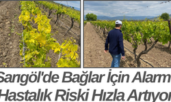 Sarıgöl'de Bağlar İçin Alarm! Hastalık Riski Hızla Artıyor