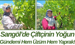 Sarıgöl’de Çiftçinin Yoğun Gündemi Hem Üzüm Hem Yaprak!