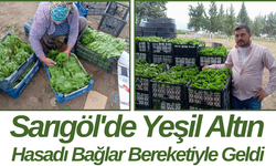 Sarıgöl'de Yeşil Altın Hasadı Bağlar Bereketiyle Geldi