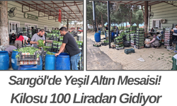 Sarıgöl'de Yeşil Altın Mesaisi! Kilosu 100 Liradan Gidiyor