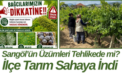 Sarıgöl’ün Üzümleri Tehlikede mi? İlçe Tarım Sahaya İndi