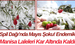 Spil Dağı’nda Mayıs Şoku! Endemik Manisa Laleleri Kar Altında Kaldı