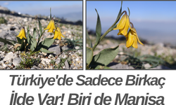 Türkiye'de Sadece Birkaç İlde Var! Biri de Manisa...