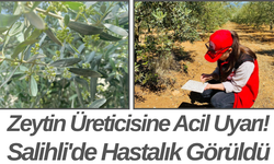 Zeytin Üreticisine Acil Uyarı! Salihli'de Hastalık Görüldü