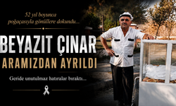 Manisa'nın Efsane Çınarı Artık Yok! Büyük Hüzün
