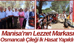 Manisa’nın Lezzet Markası Osmancalı Çileği ilk Hasat Yapıldı