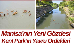 Manisa’nın Yeni Gözdesi Kent Park’ın Yavru Ördekleri