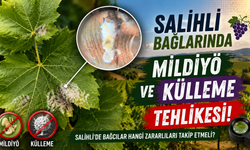 Salihli’de Bağcılar Hangi Zararlıları Takip Etmeli?