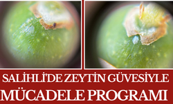 Salihli'de Zeytin Güvesiyle Mücadele Programı