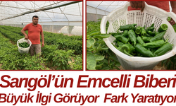 Sarıgöl’ün Emcelli Biberi Büyük İlgi Görüyor  Fark Yaratıyor