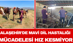 Alaşehir'de Mavi Dil Hastalığı Mücadelesi Hız Kesmiyor