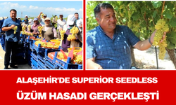 Alaşehir'de Superior Seedless Üzüm Hasadı Gerçekleşti