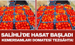 Salihli'de Hasat Başladı Kemerdamları Domatesi Tezgâhta!