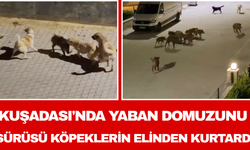 Kuşadası'nda Yaban Domuzunu Sürüsü Köpeklerin Elinden Kurtardı