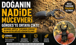 Manisa’da Nadir Tür Heyecanı Geyik Böceği Gördes’te Görüntülendi!
