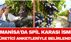 Manisa'da Spil Karası İsmi Üretici Anketleriyle Belirlendi