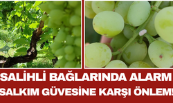 Salihli Bağlarında Alarm Salkım Güvesine Karşı Önlem!