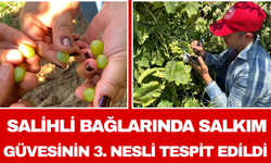 Salihli Bağlarında Salkım Güvesinin 3. Nesli Tespit Edildi