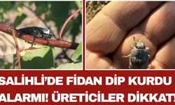 Salihli’de Fidan Dip Kurdu Alarmı! Üreticiler Dikkat!