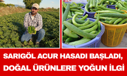 Sarıgöl Acur Hasadı Başladı, Doğal Ürünlere Yoğun İlgi