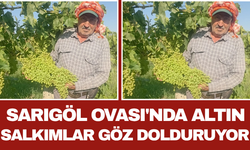 Sarıgöl Ovası'nda Altın Salkımlar Göz Dolduruyor