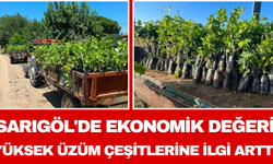 Sarıgöl'de Ekonomik Değeri Yüksek Üzüm Çeşitlerine İlgi Arttı