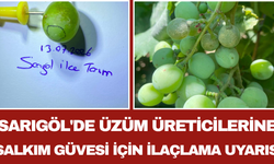 Sarıgöl'de Üzüm Üreticilerine Salkım Güvesi İçin İlaçlama Uyarısı