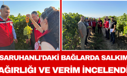 Saruhanlı'daki Bağlarda Salkım Ağırlığı ve Verim İncelendi