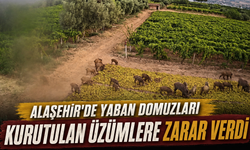 Alaşehir’de Yaban Domuzları Kurutulan Üzümlere Zarar Verdi